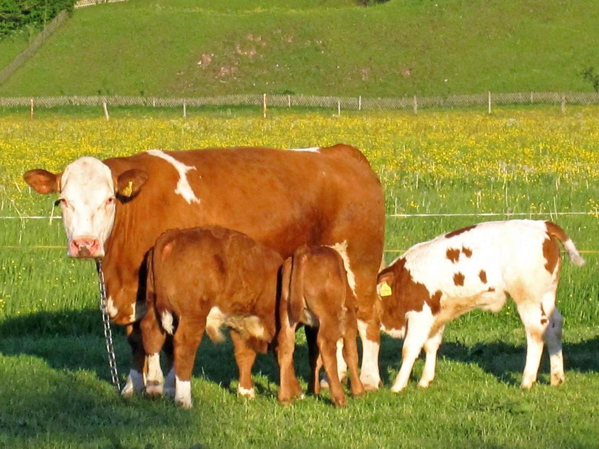 Hausernhof - Chiemgau Karte อินเซลล์ ภายนอก รูปภาพ